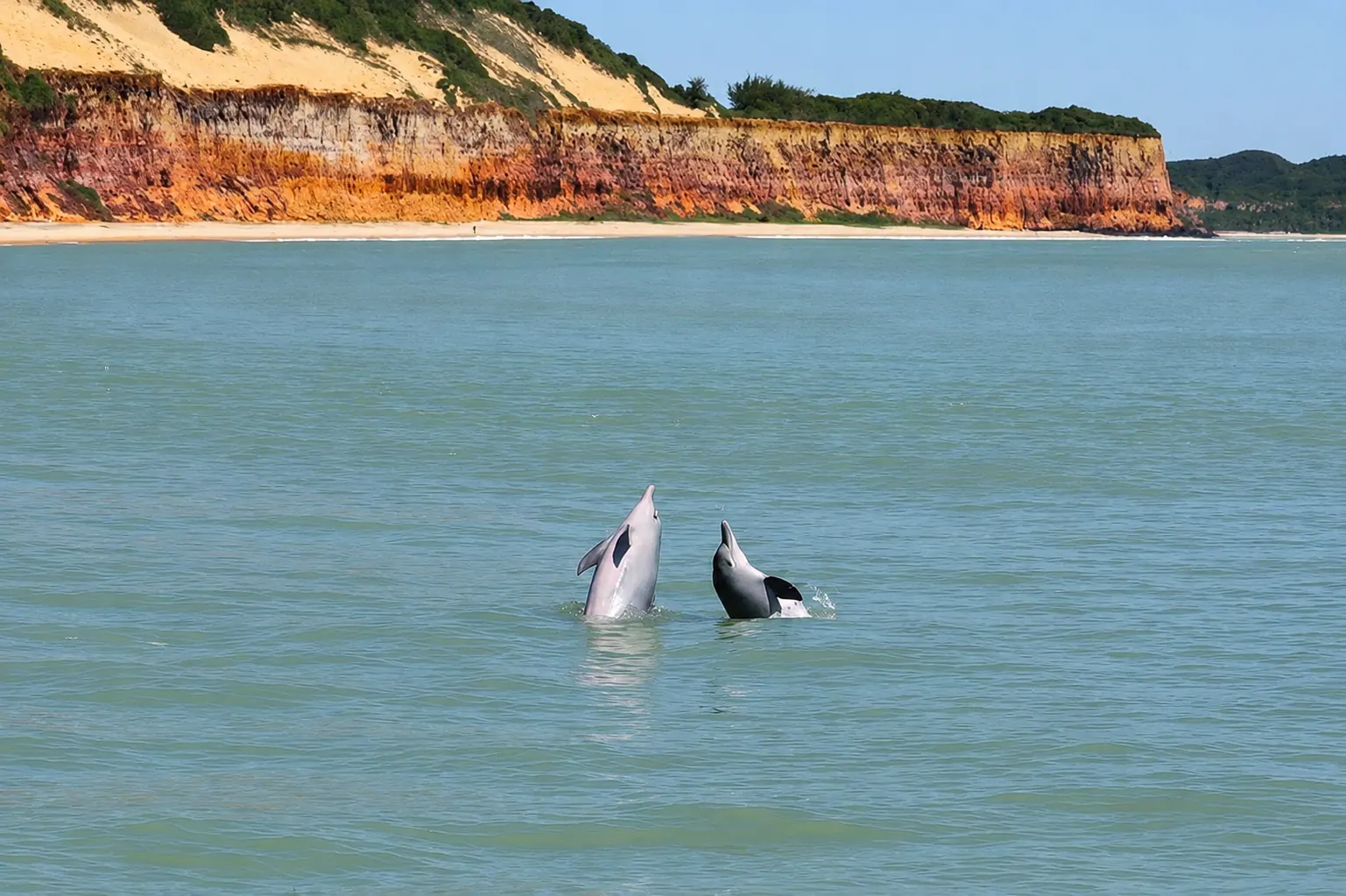 Golfinho na Baía dos Golfinhos em Pipa